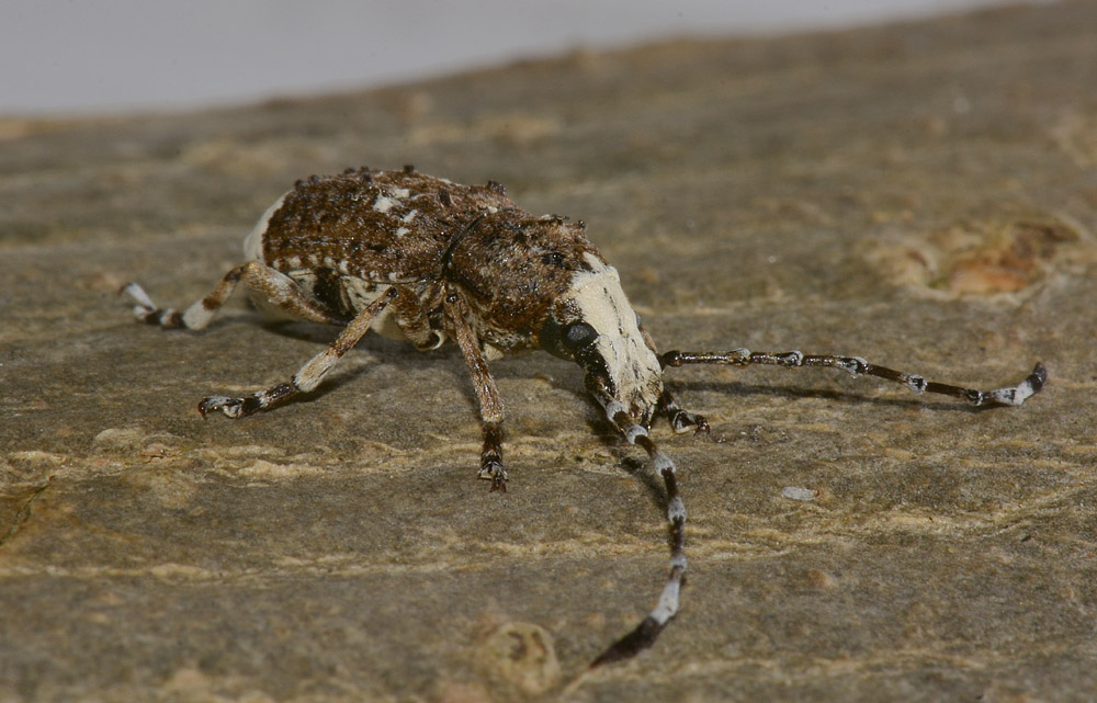 Platystomos albinus (Anthribidae)